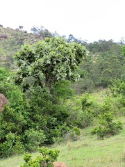 Erythrina latissima image