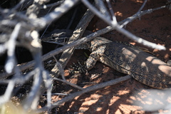 Varanus gouldii