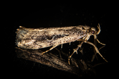 Atomotricha