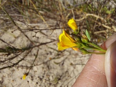 Linum thesioides
