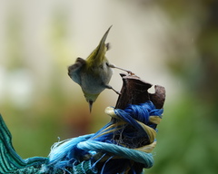 Zosterops lateralis chloronotus