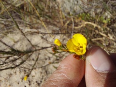 Linum thesioides