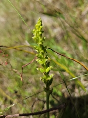 Microtis parviflora