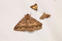 Eudesmeola lawsoni