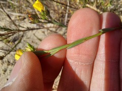 Linum thesioides