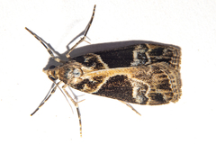 Eudonia melanaegis