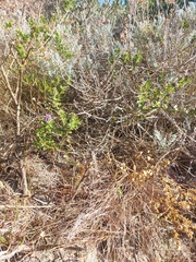 Psoralea bracteolata