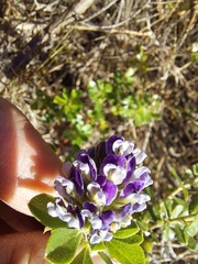 Psoralea bracteolata