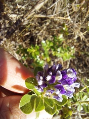 Psoralea bracteolata
