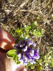 Psoralea bracteolata