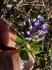 Psoralea bracteolata