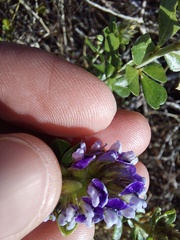 Psoralea bracteolata
