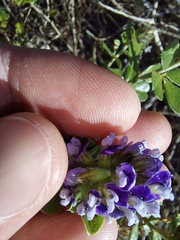 Psoralea bracteolata