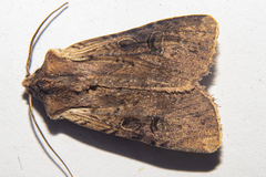 Ichneutica omoplaca