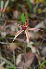Caladenia ampla