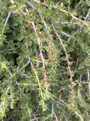 Ribes leptanthum