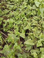 Patellifolia procumbens