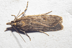 Scoparia indistinctalis