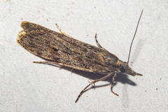 Scoparia indistinctalis