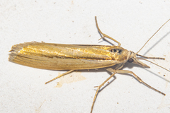 Orocrambus ramosellus