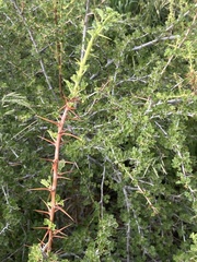 Ribes leptanthum