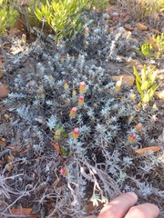 Helichrysum retortum