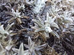 Helichrysum retortum