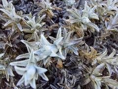 Helichrysum retortum