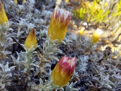 Helichrysum retortum