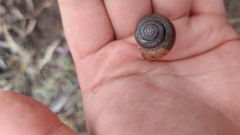 Ponderconcha gilberti