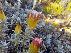 Helichrysum retortum