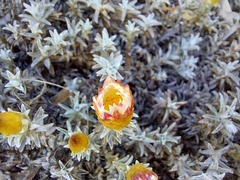 Helichrysum retortum