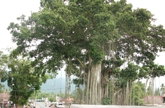 Magnoliopsida