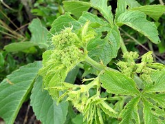 Cyphostemma
