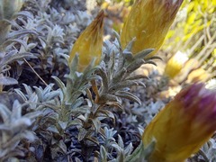 Helichrysum retortum