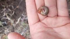 Ponderconcha gilberti