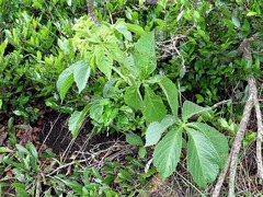 Cyphostemma