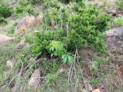 Cyphostemma