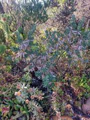 Indigofera brachystachya