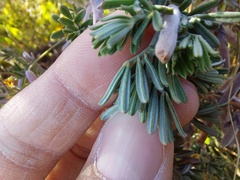 Indigofera brachystachya