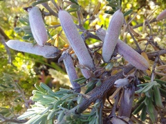 Indigofera brachystachya