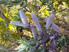 Indigofera brachystachya