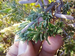 Indigofera brachystachya