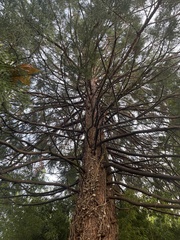 Sequoiadendron