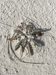 Mentzelia multiflora