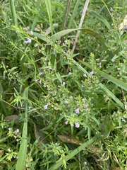 Scutellaria racemosa
