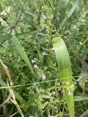 Scutellaria racemosa