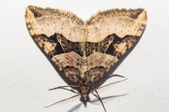 Xanthorhoe semifissata