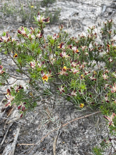 feather bush-pea (Pultenaea penna)
