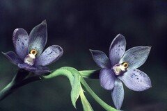 Thelymitra nervosa